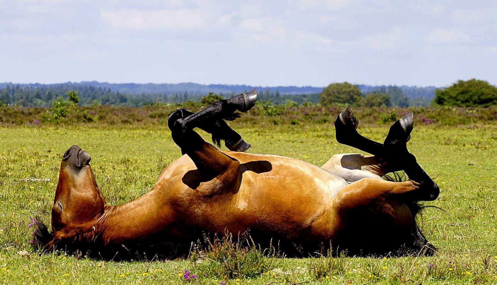 New Forest Pony enjoy the sunshine